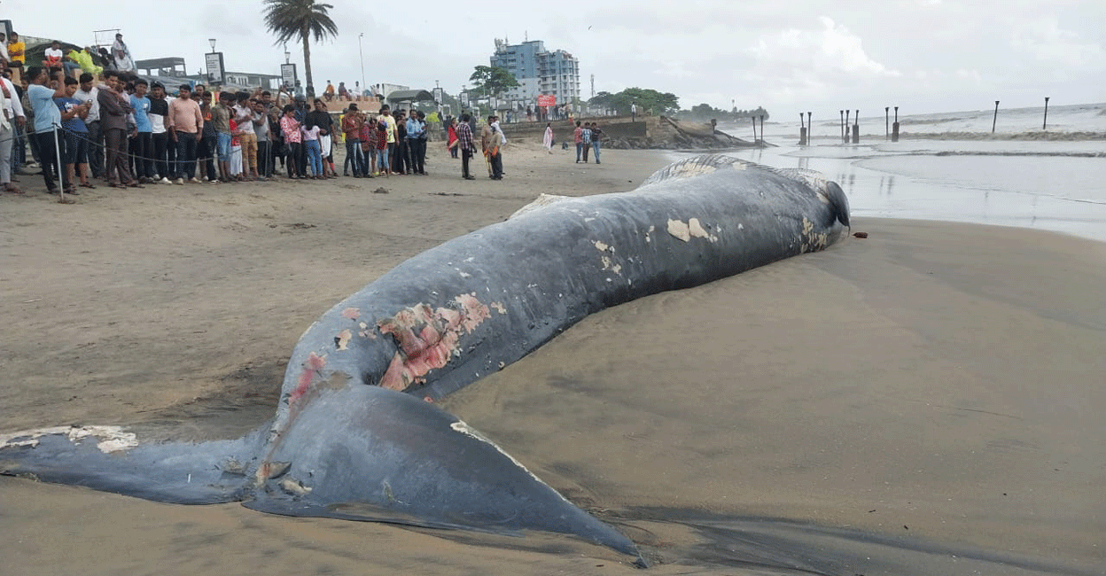 blue-whale-kozhikode-beach People crowd around the carcass of a 50ft Blue Whale at the Kozhikode Beach on Saturday. Photo: Special arrangement