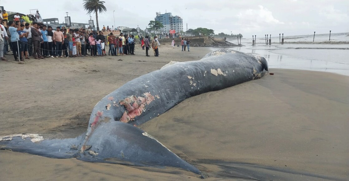 People crowd around the carcass of a 50ft Blue Whale at the Kozhikode Beach on Saturday. Photo: Special arrangement 