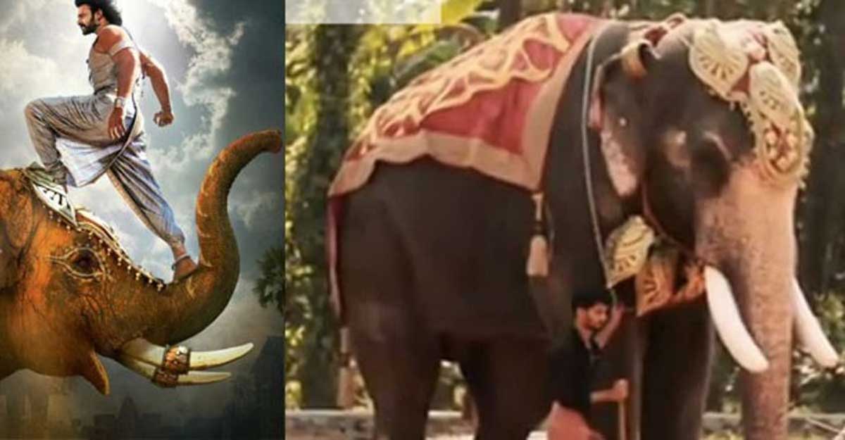 Meet Kalidasan, the star jumbo in Kerala Blasters' promo video