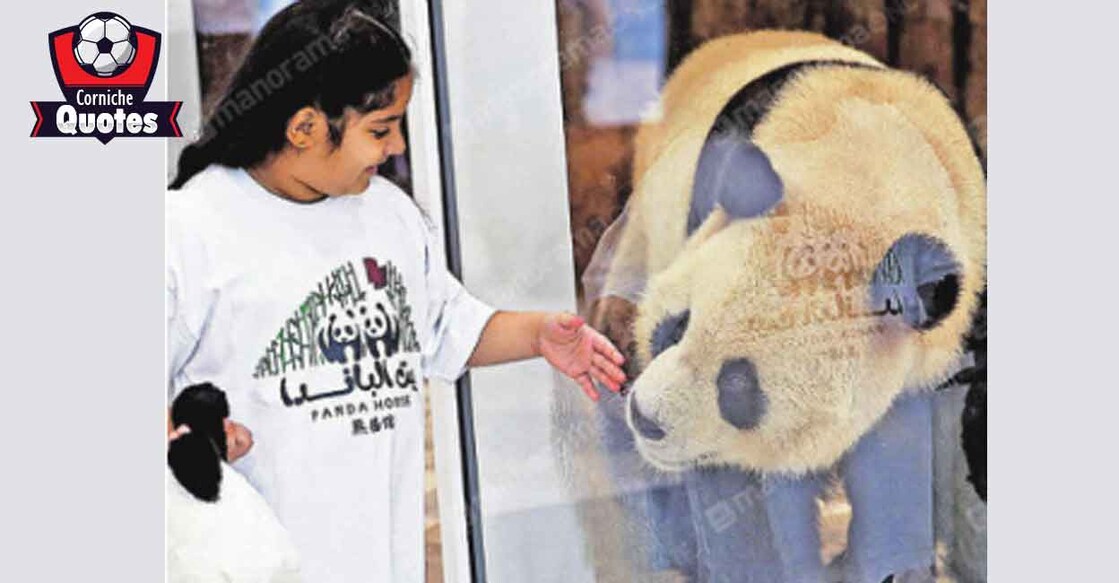 A girl curiously watching pandas at Doha's Al Khor Park
