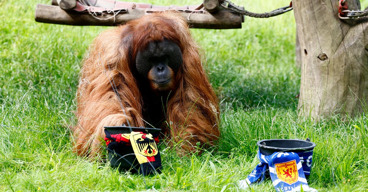 Walter predicts opening game result of Germany versus Scotland match at Dortmund Zoo on Thursday. Photo: Reuters/Leon Kuegeler