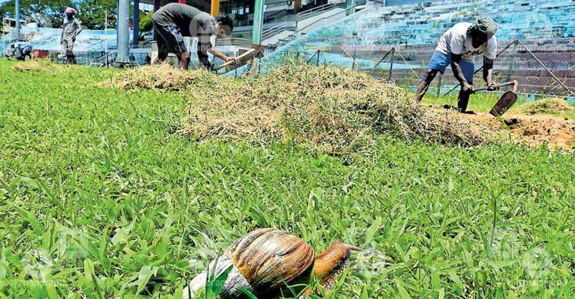 A snail is seen at the Maharaja's College ground in Kochi even as renovation work is in preogress. Photo: Manorama/Joskutty Panackal