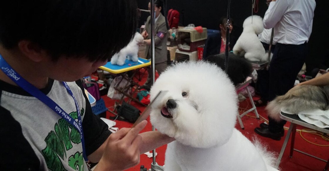  A dog is groomed during a pet show in Shanghai. File photo: AFP