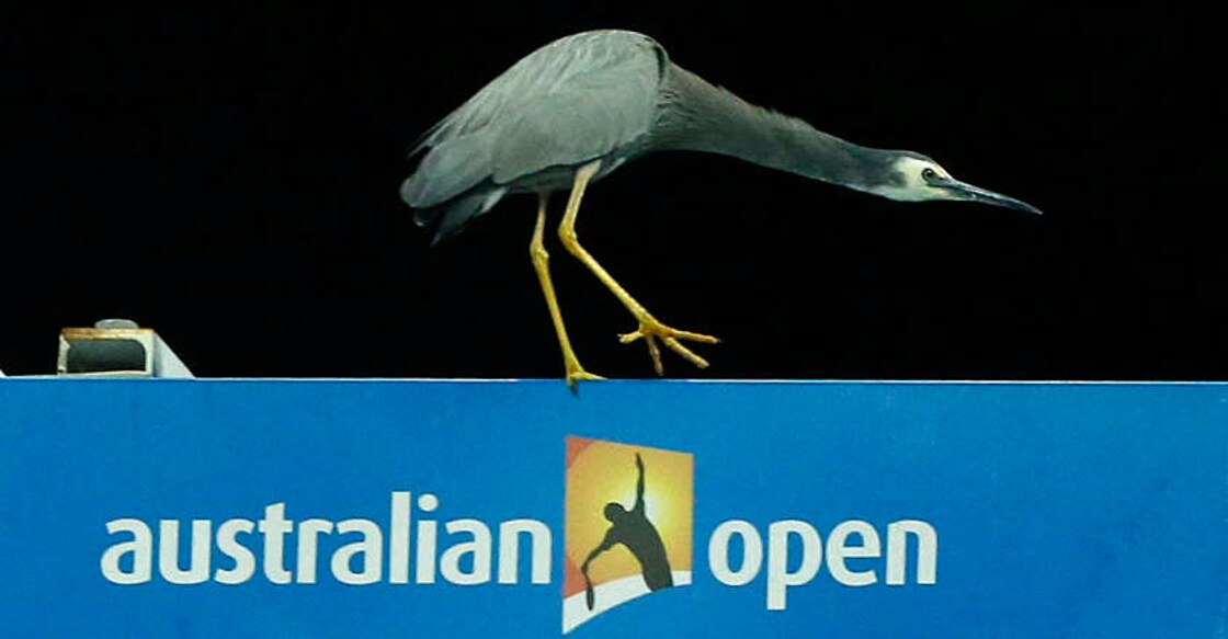 Oz Open organisers work towards stand on coaching rule
