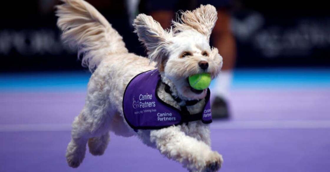 Canines turn 'ball dogs' at London tennis event!
