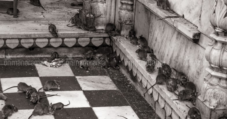 karni-mata-temple5 karni-mata-temple5