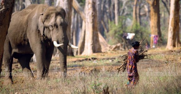 Mathigodu Elephant Camp Mathigodu Elephant Camp