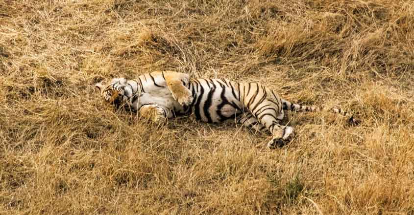 At Ranthambore, every feline has a distinct personality At Ranthambore, every feline has a distinct personality