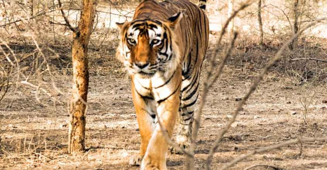 At Ranthambore, every feline has a distinct personality At Ranthambore, every feline has a distinct personality