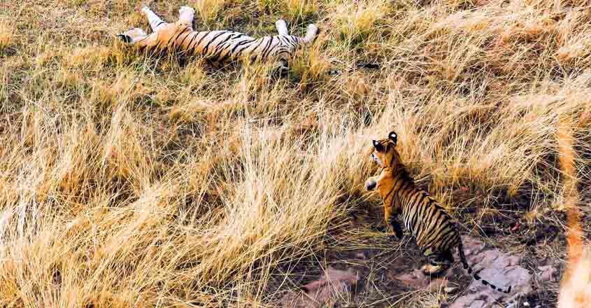 At Ranthambore, every feline has a distinct personality At Ranthambore, every feline has a distinct personality