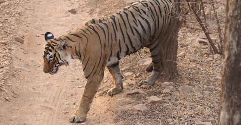 At Ranthambore, every feline has a distinct personality At Ranthambore, every feline has a distinct personality