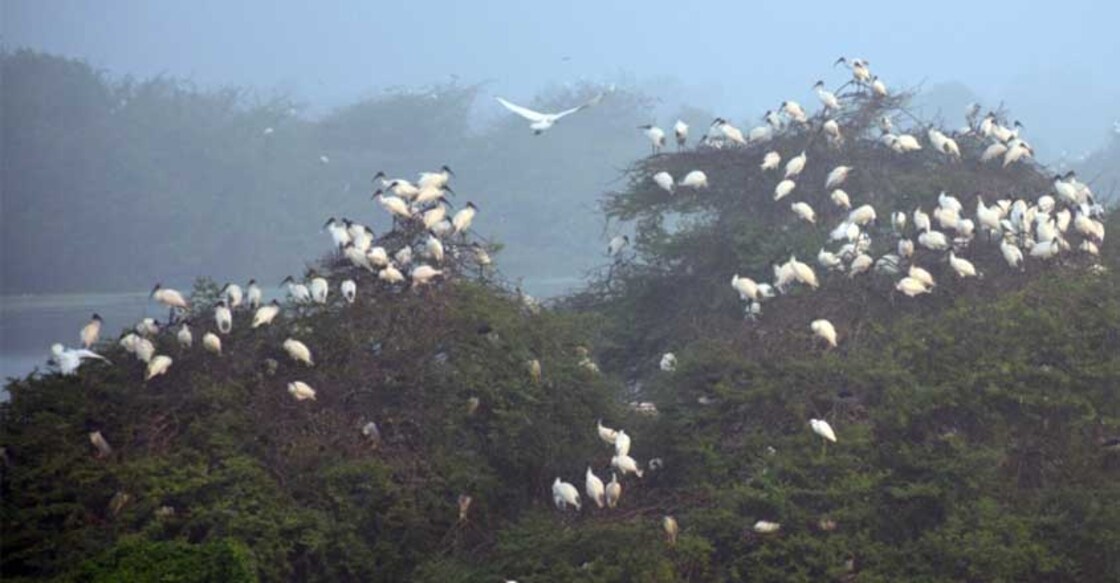 The Vaduvoor lake attracts up to 40,000 birds in peak migratory season between November and February. Photo by Vasudevan Sridharan.