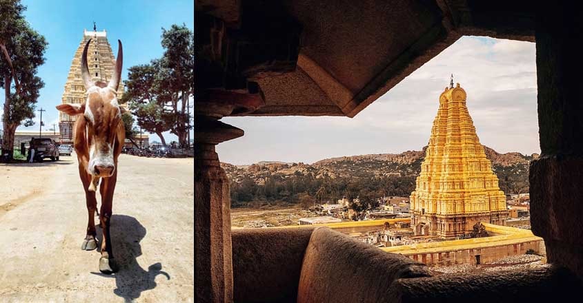 hampi-oxen hampi-oxen