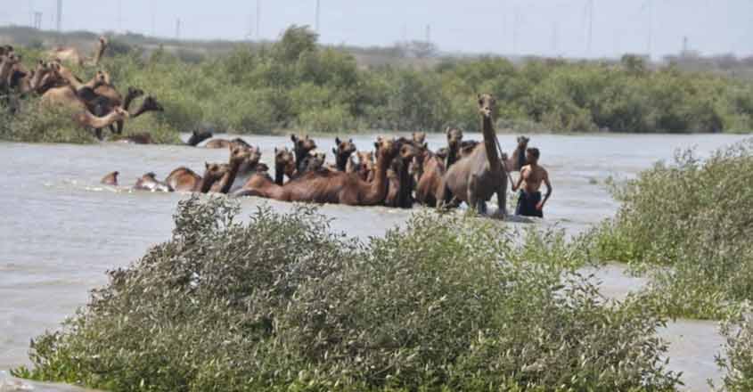 Kharai camels are the only breed of camels that have adapted to coast and dry land. They can swim and also depend on mangrove plants for food. Photo provided by Sahjeevan.