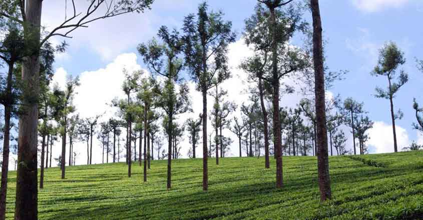 valparai-tea-estate valparai-tea-estate