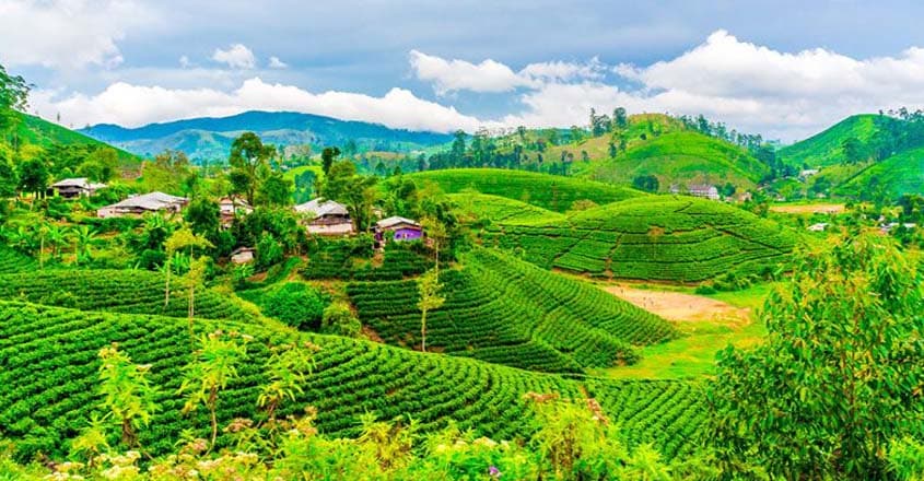 tea-fields-with-houses-and-trees tea-fields-with-houses-and-trees
