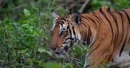 Forest personnel intensify efforts to capture tiger at Vadasserikkara Forest personnel intensify efforts to capture tiger at Vadasserikkara