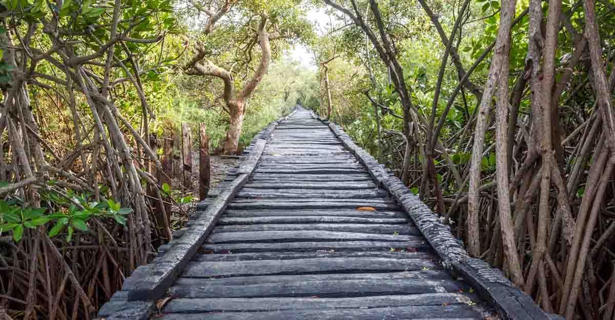 Pichavaram Mangrove Forests. The second largest Mangrove forest in the  world, located near Chidambaram in Cuddalore District, Tamil Nadu, India  Stock-Foto | Adobe Stock