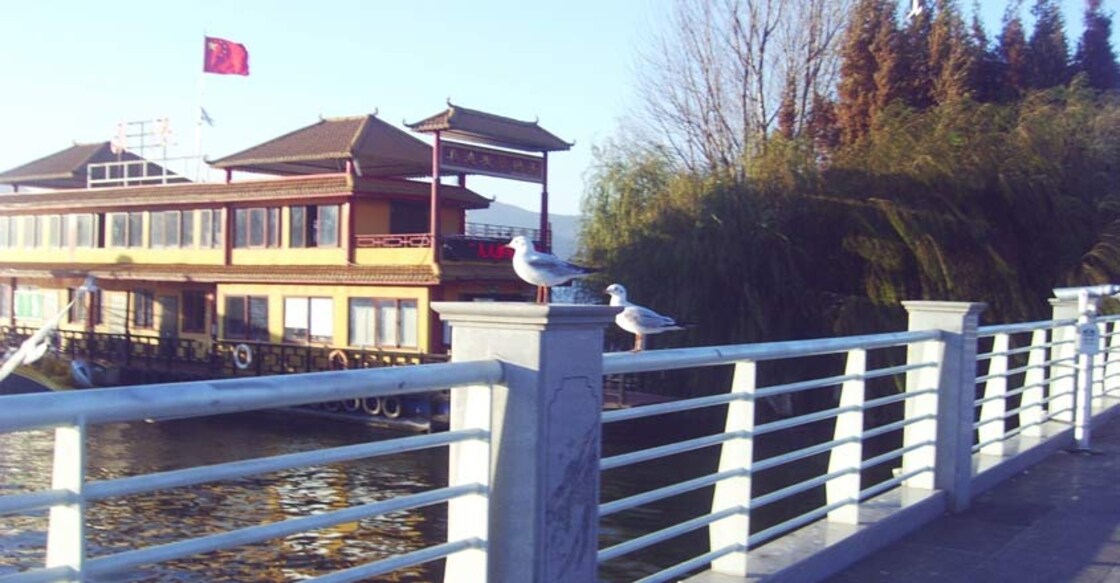 Migratory Siberian seagulls near Dianchi Lake.