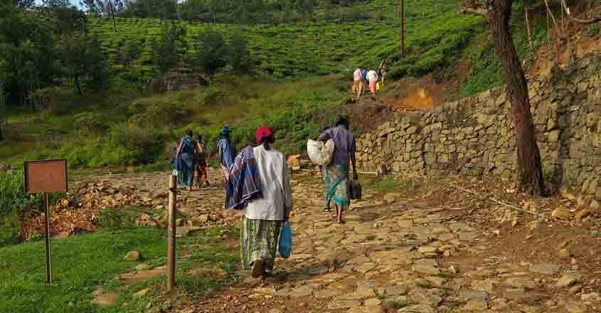 tea-plantation-workers tea-plantation-workers