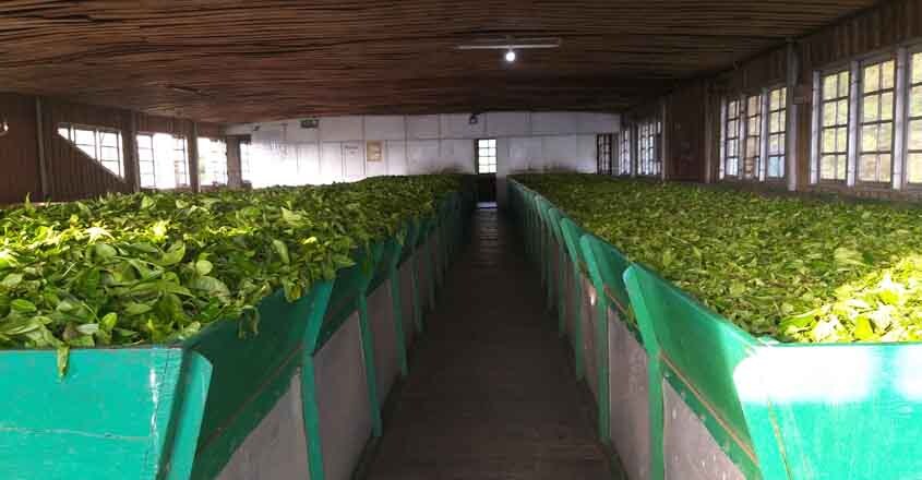 tea-processing tea-processing