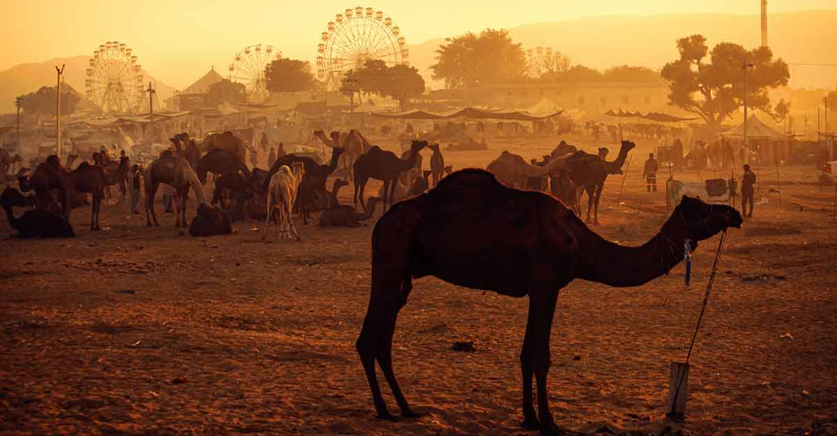 All you need to know about the festivities at Rajasthan's Cattle Fair | Shutterstock