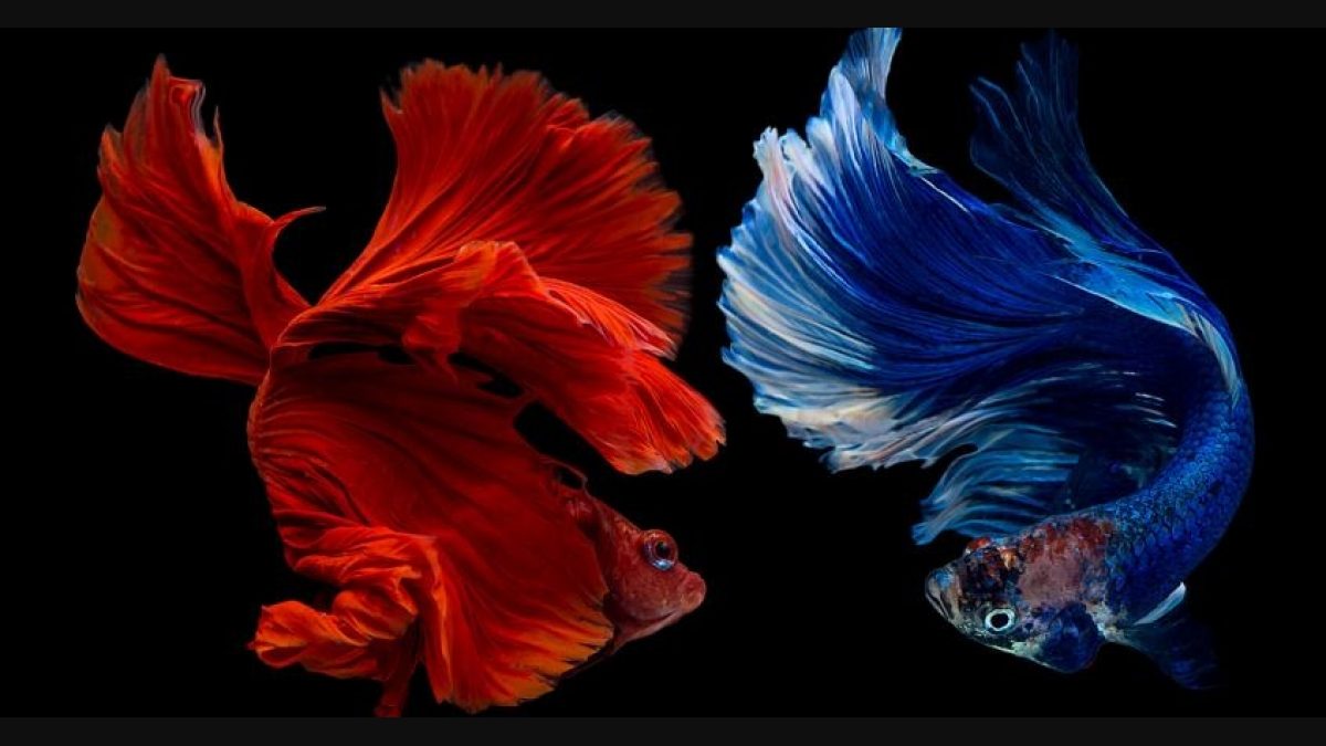 World's only aquarium for Siamese fighting fish