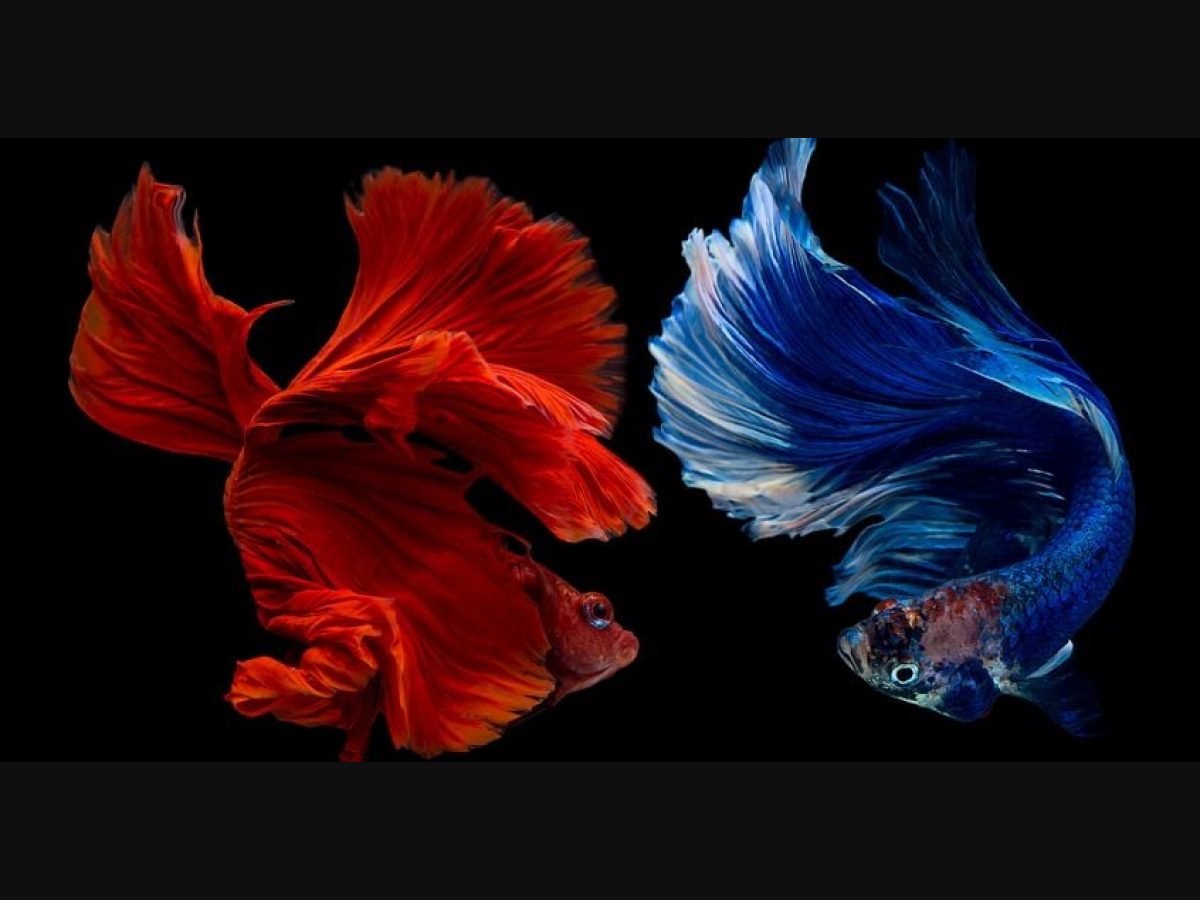 World's only aquarium for Siamese fighting fish