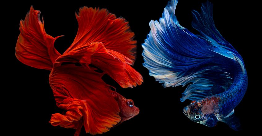 fish fish