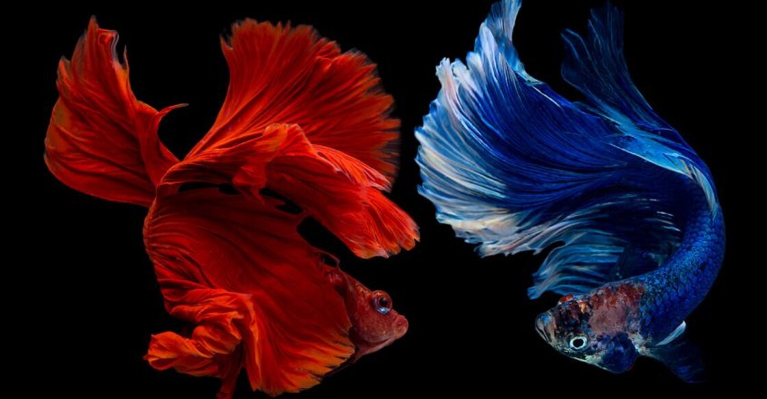 fish