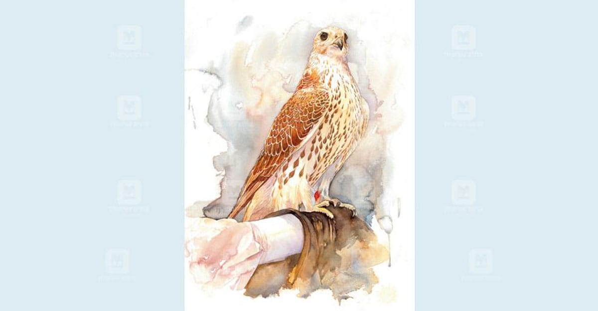 doha-falcon doha-falcon