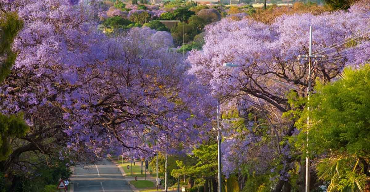 Jacaranda City, Tshwane, Pretoria. Jacaranda City, Tshwane, Pretoria.