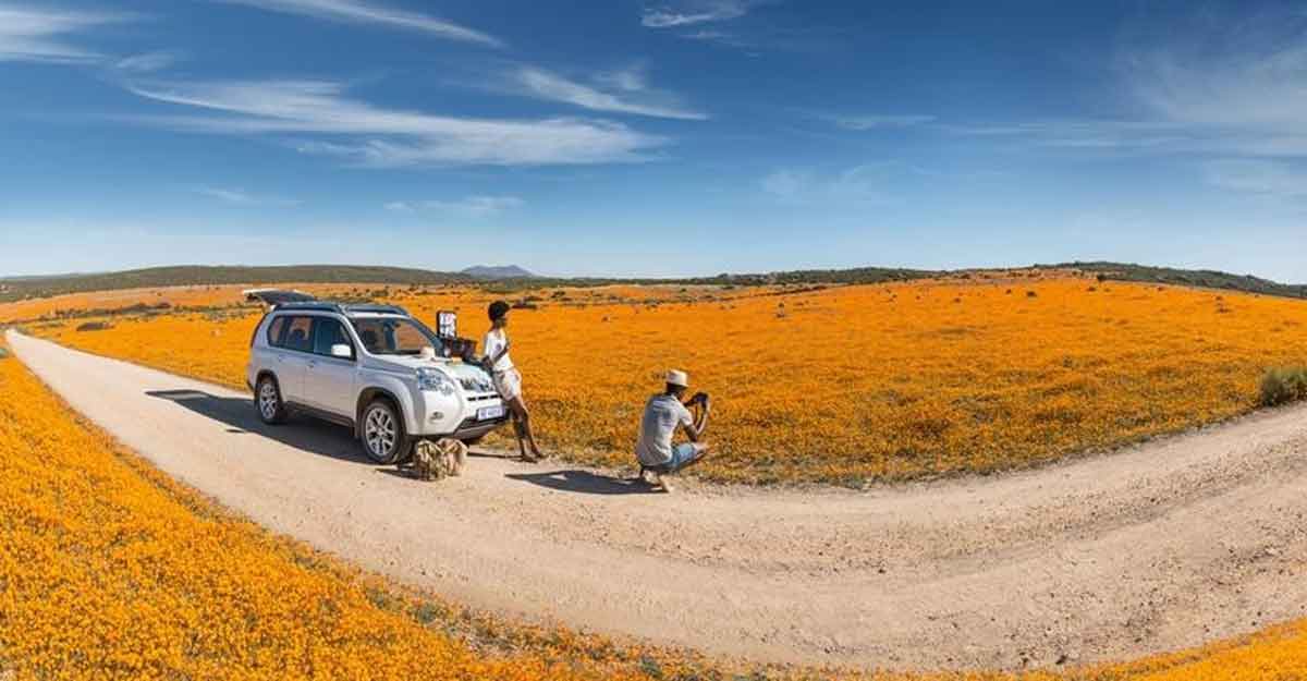 Namaqualand flowers. Namaqualand flowers.