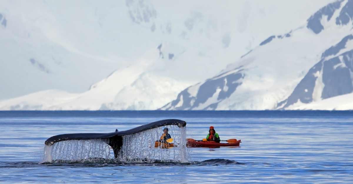 Journey to Antarctica: A complete guide