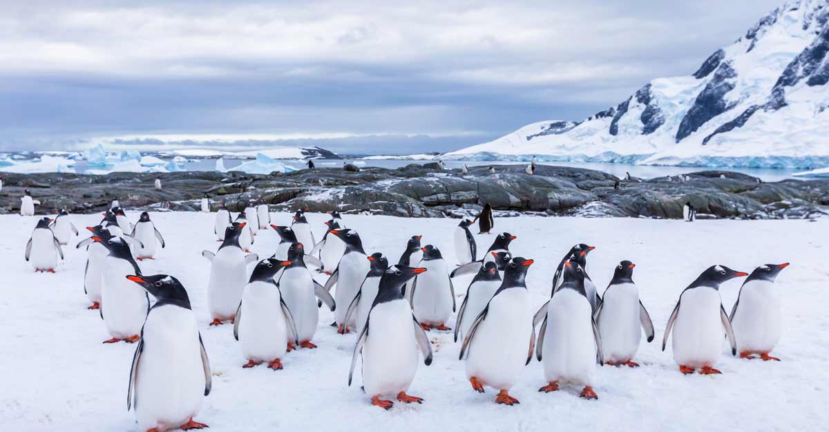 penguins-antarctica penguins-antarctica