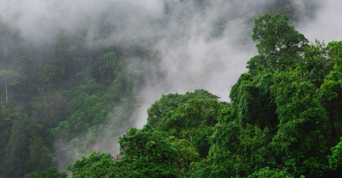 Have you visited the Jeypore Rainforests yet? 