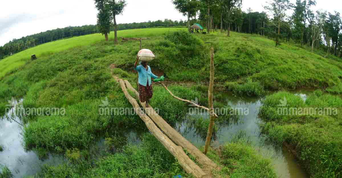 muthanga-field muthanga-field
