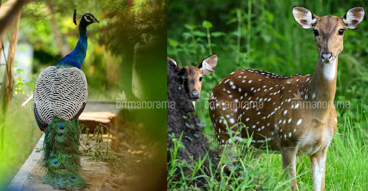 wayanad-animals wayanad-animals