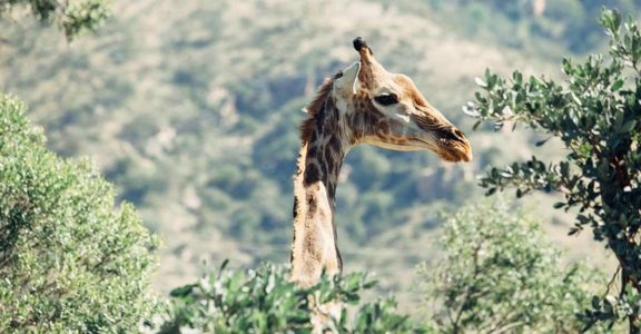 Your guide to a virtual South Africa tour. Your guide to a virtual South Africa tour.