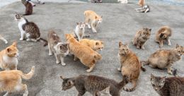 There is a lot of 'meowing' on this Japanese island There is a lot of 'meowing' on this Japanese island