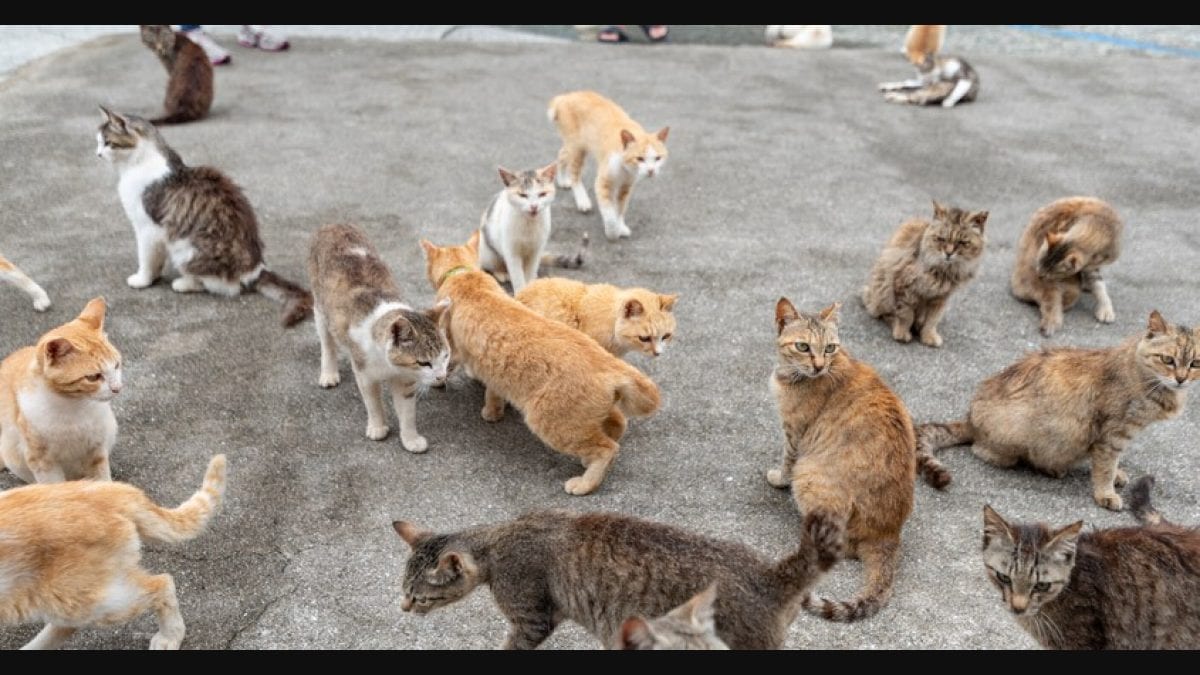 Aoshima, the cat island