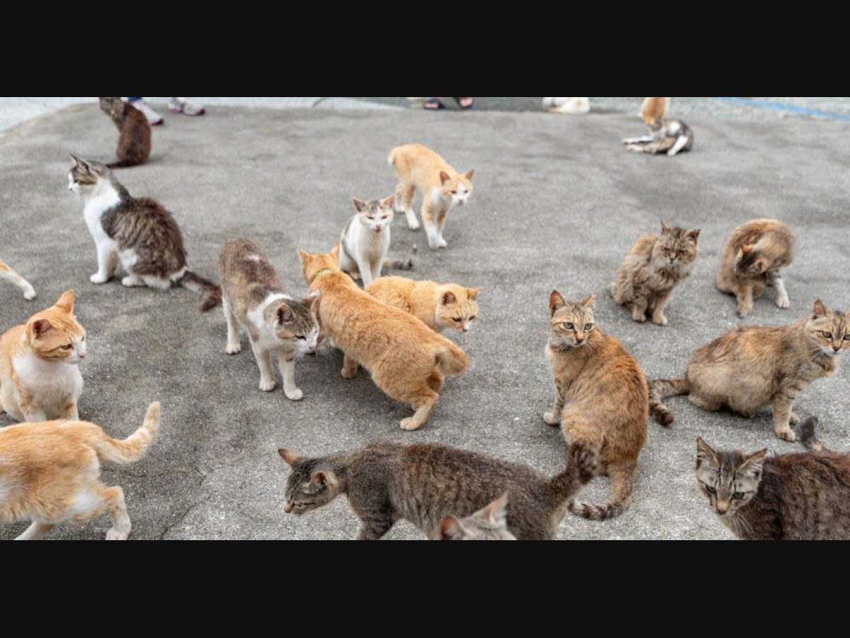 MyBestPlace - Aoshima, The Island Where Cats Rule