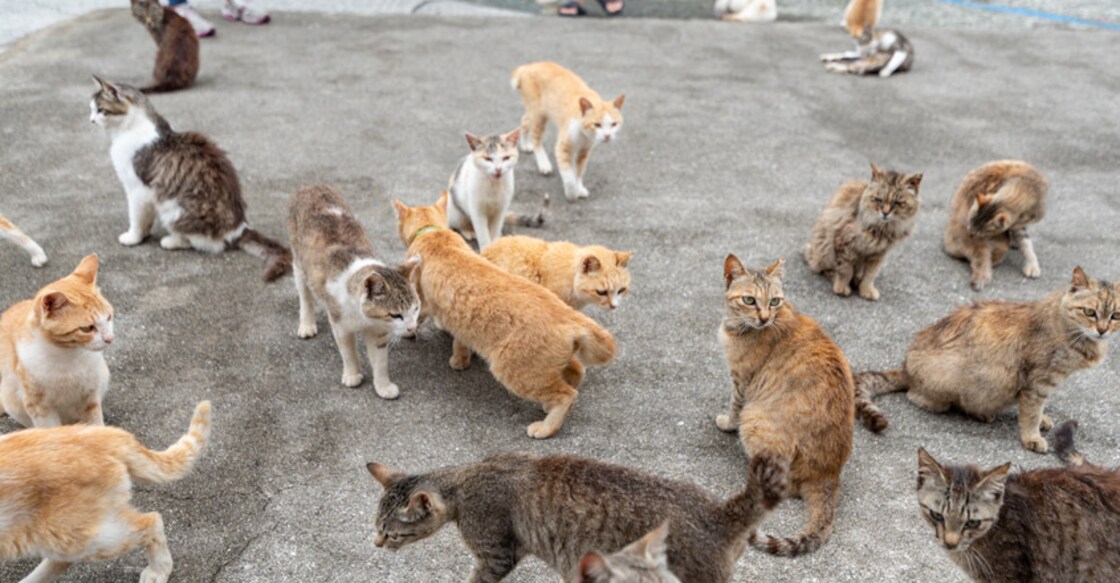 cat island