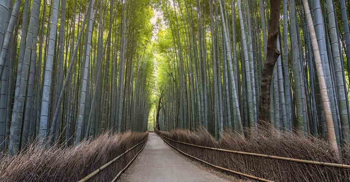 arashiyam-bamboo-grove arashiyam-bamboo-grove