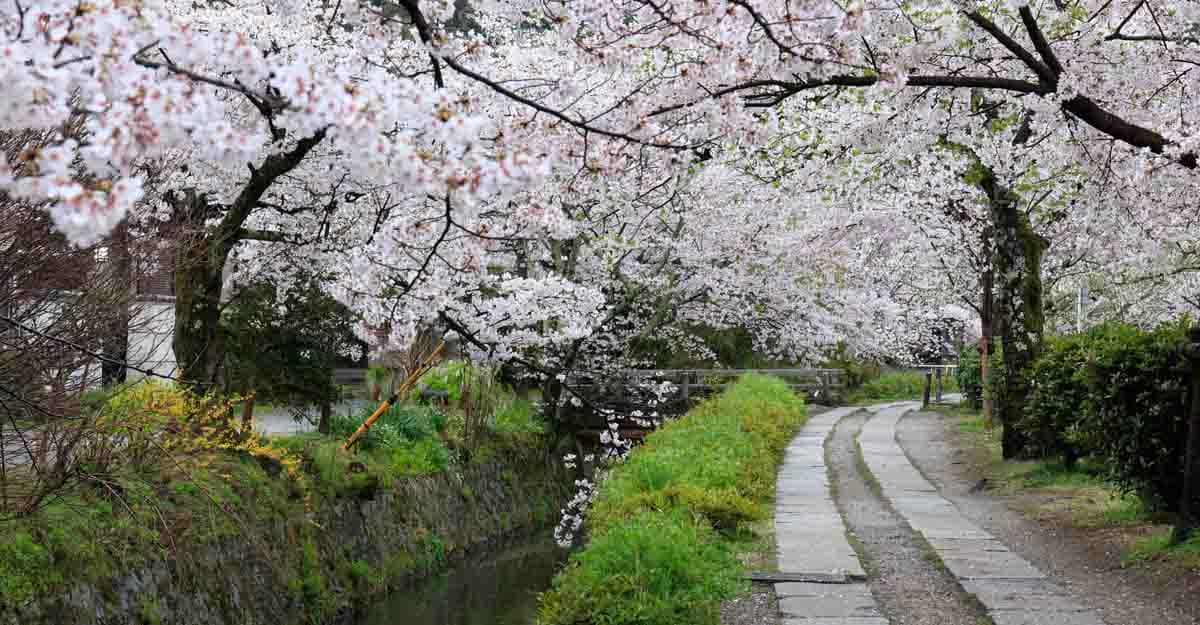 philosopers-path-kyoto-japan-cherry-blossoms philosopers-path-kyoto-japan-cherry-blossoms