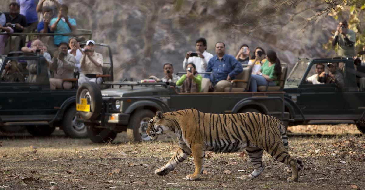 ranthambore-tiger-new ranthambore-tiger-new