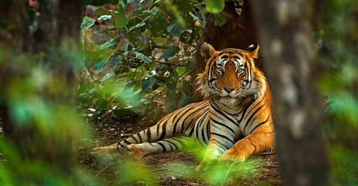 In pursuit of the Bengal tiger in Ranthambore National Park | Travel |  Manorama English