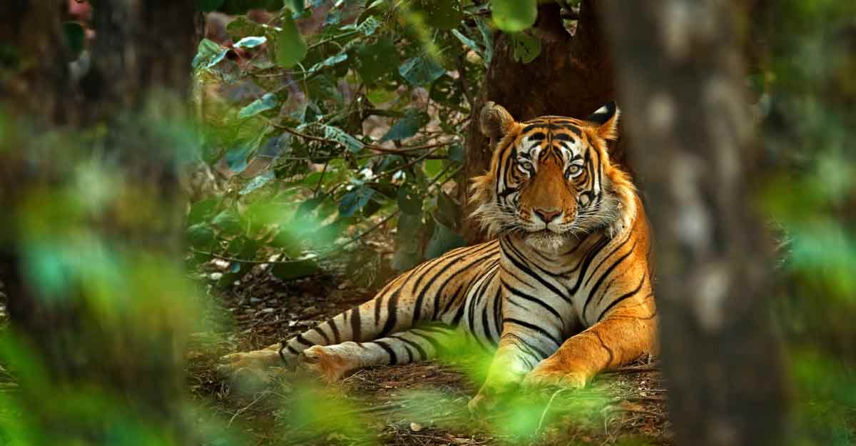 In Pursuit Of The Bengal Tiger In Ranthambore National Park Travel 