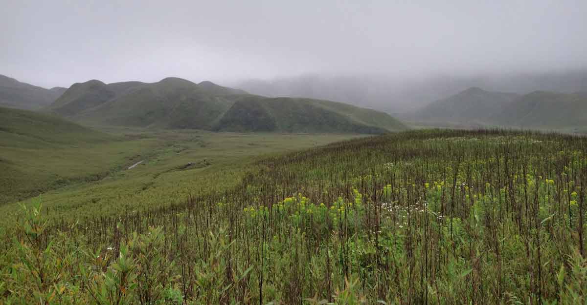 dzukou-valley-8 dzukou-valley-8