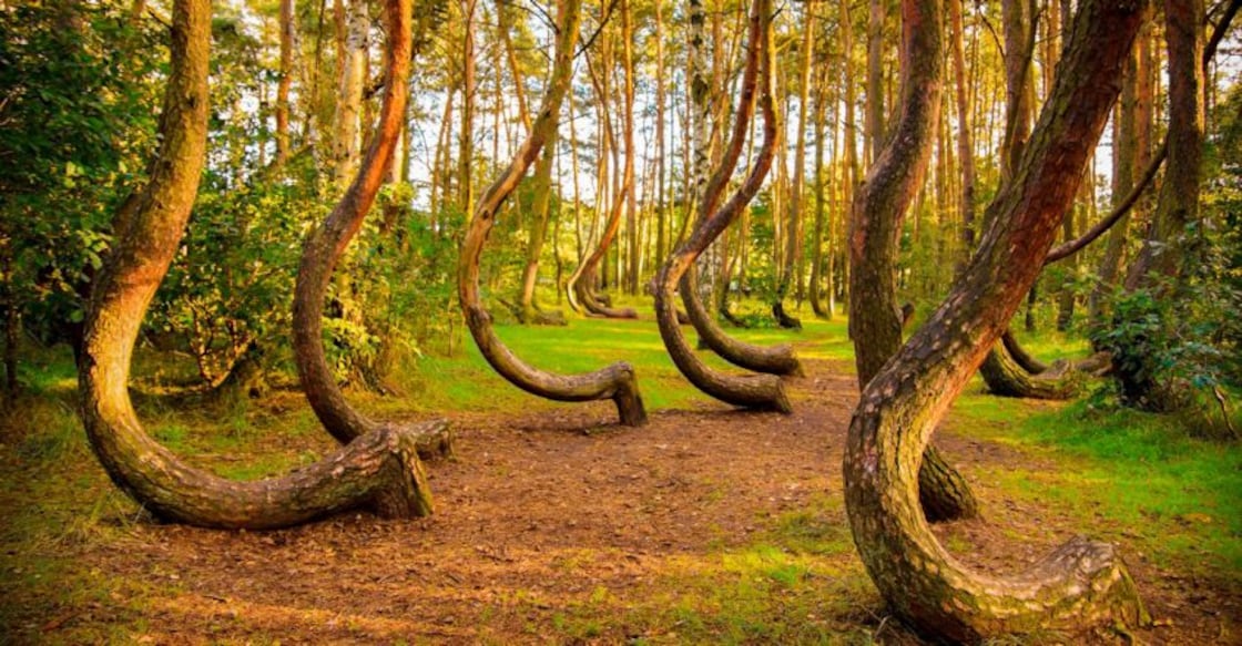 crooked forest
